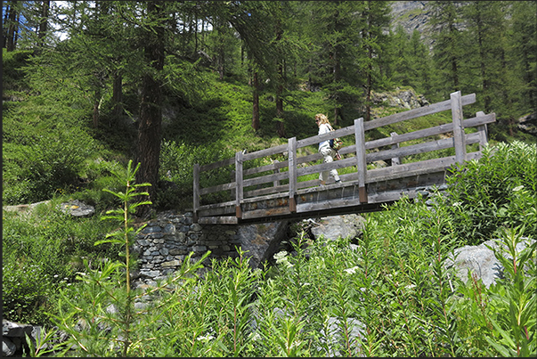 Pine forests, flowering plants and streams of fresh water are the context of the path that descends along the Gabiet cable car Pine forests, flowering plants and streams of fresh water are the context of the path that descends along the Gabiet cable car