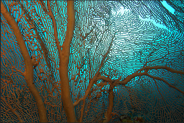 Gorgonian (Annella mollis)