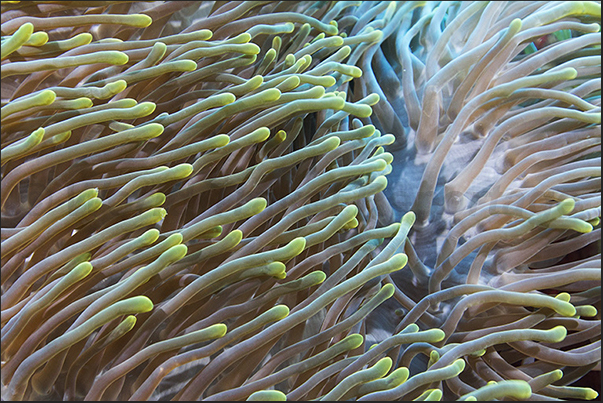 Magnificent anemone (Heteractis magnifica) Magnificent anemone (Heteractis magnifica)