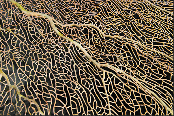 Gorgonian (Annella mollis)