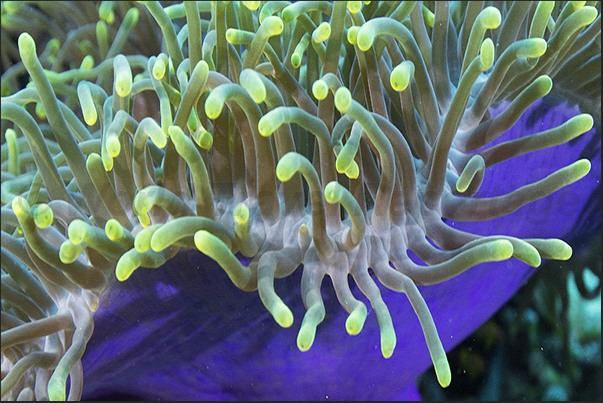 Magnificent anemone (Heteractis magnifica) Magnificent anemone (Heteractis magnifica)