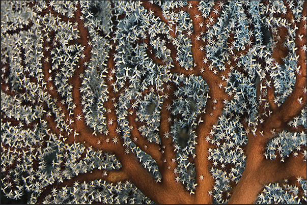 Polyps of a gorgonian (Acabaria splendens) family Melithaeidae Polyps of a gorgonian (Acabaria splendens) family Melithaeidae