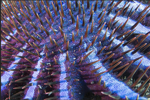 Starfish Crown of Thorns family Alpheidae (arcanthaster)