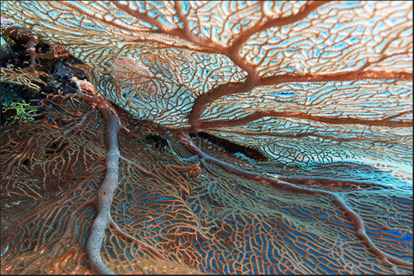 Gorgonian (Annella mollis) Gorgonian (Annella mollis)