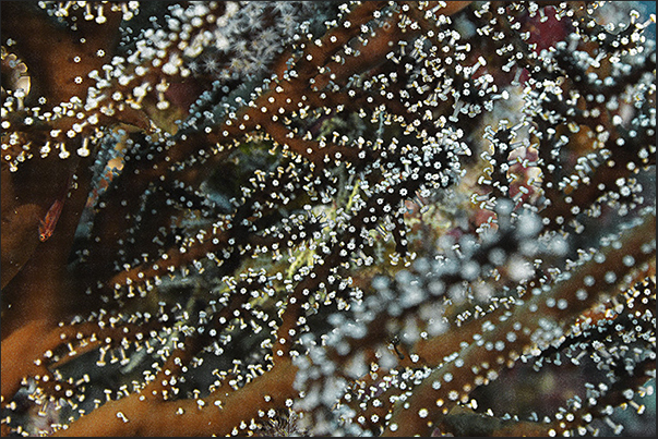 Gorgonian (Acabaria)