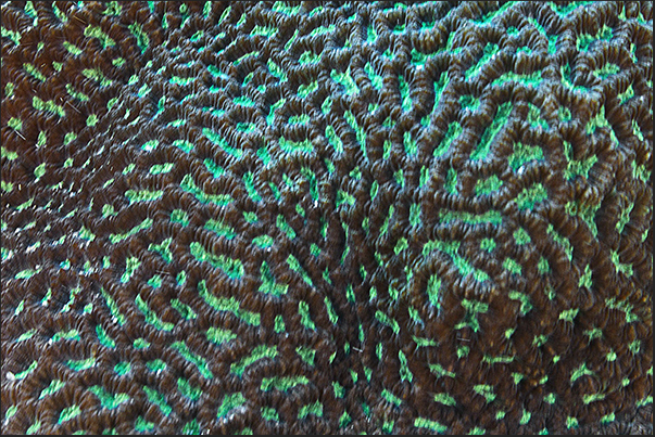 Family Faviidae, an Oulophylia bennettae Family Faviidae, an Oulophylia bennettae
