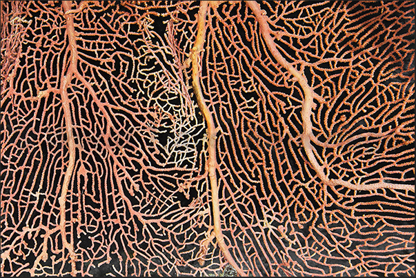 The textures of a gorgonian like a lace The textures of a gorgonian like a lace