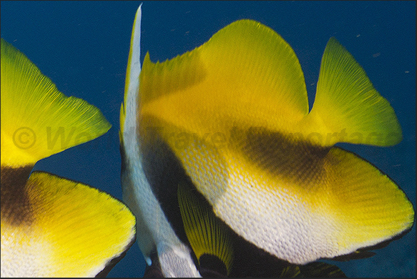 Masked Bannerfish (Heniochus monoceros) Masked Bannerfish (Heniochus monoceros)