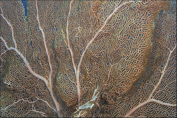 The lace of the fan of a gorgonian The lace of the fan of a gorgonian