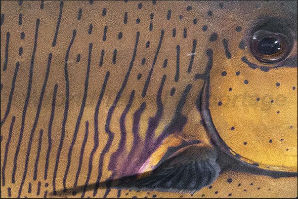 The eye of a Vlaming unicorn fish (Naso vlamingii)