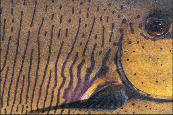 The eye of a Vlaming unicorn fish (Naso vlamingii) The eye of a Vlaming unicorn fish (Naso vlamingii)
