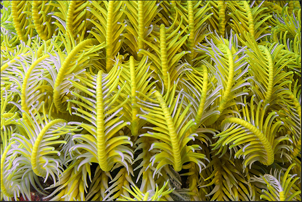 The tentacles of a noble Crinoid (Comanthina nobilis)