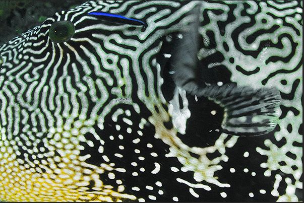 The mimetism of a puffer (Aothron Map) The mimetism of a puffer (Aothron Map)