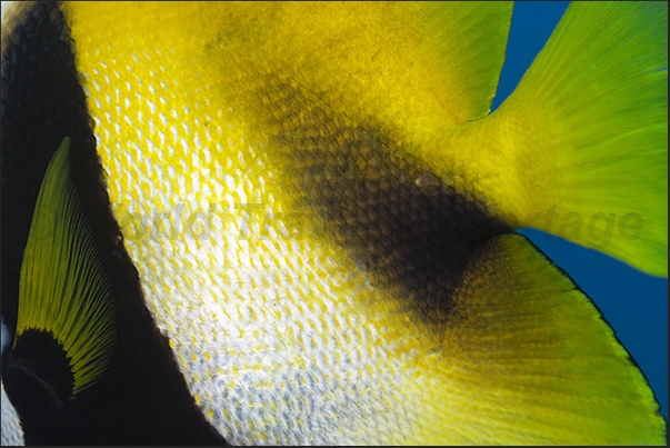 Detail of a masked reef fish (Heniochus monoceros) Detail of a masked reef fish (Heniochus monoceros)