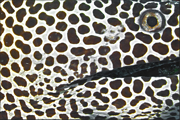 The eye of a Moray Eel (Gymnothorax favagineus)