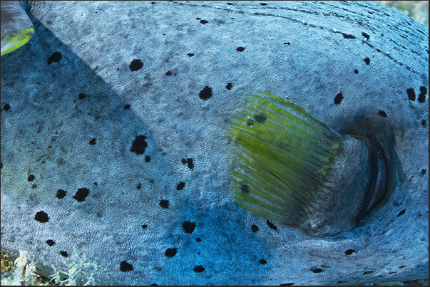 The mimetism of a Black spotted Pufferfish (Arothron nigropunctatus) The mimetism of a Black spotted Pufferfish (Arothron nigropunctatus)