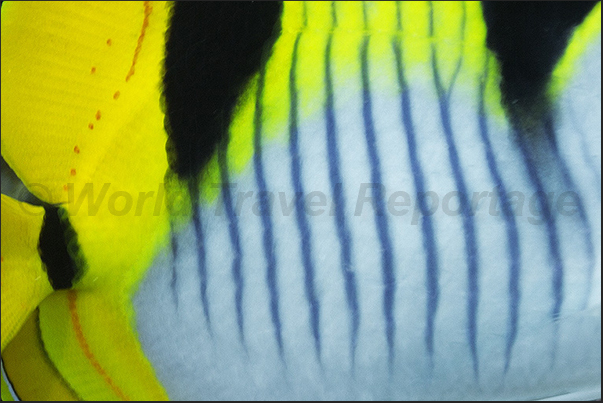 Detail of a Dubble saddle Butterflyfish (Chaetodon falcula) Detail of a Dubble saddle Butterflyfish (Chaetodon falcula)