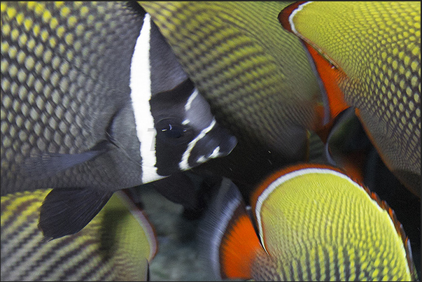 The look of a collared butterflyfish (Chaetodon collar) The look of a collared butterflyfish (Chaetodon collar)