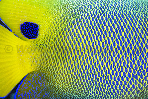 The livery of a Blue face Angelfish (Pomacantus xanthometopon) The livery of a Blue face Angelfish (Pomacantus xanthometopon)