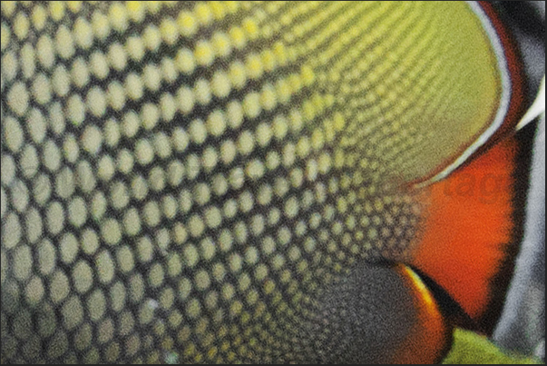 The tail of a Hand band Butterflyfish (collar fish ball) The tail of a Hand band Butterflyfish (collar fish ball)