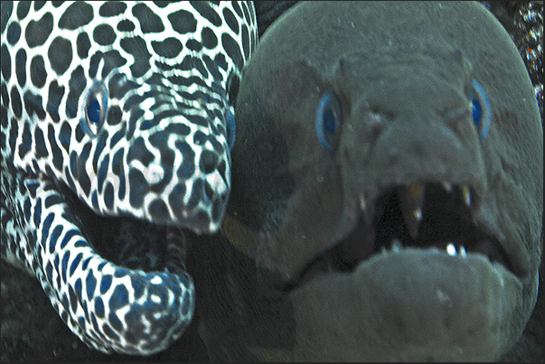 Giant moray with Honeycomb moray (Gymnothorax fava gineus)