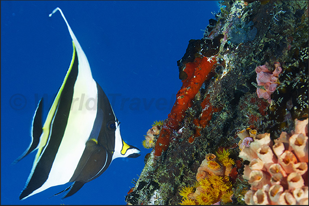 A moorish idol (Zanclus cornutus) observes the colors of the coral reef A moorish idol (Zanclus cornutus) observes the colors of the coral reef