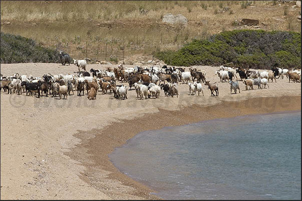 Kalamos Bay (south east coast of the island). Goats returning from the pasture Kalamos Bay (south east coast of the island). Goats returning from the pasture