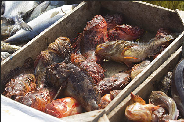 Port of Korissia, arrival of fishermen and direct sale of fish caught Port of Korissia, arrival of fishermen and direct sale of fish caught