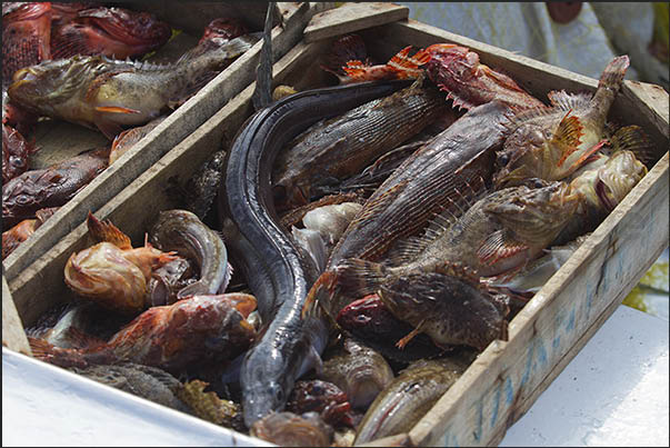 Port of Korissia, arrival of fishermen and direct sale of fish caught Port of Korissia, arrival of fishermen and direct sale of fish caught