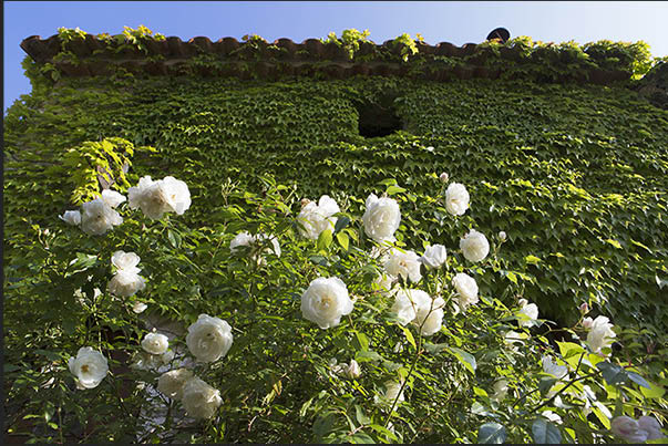 Ancient village houses covered with ivy and greenery