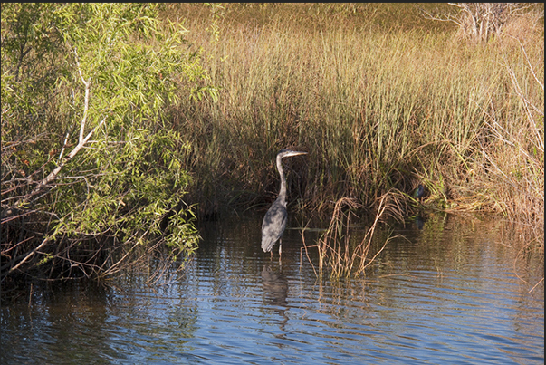 A heron, one of the many species of birds that inhabit the park