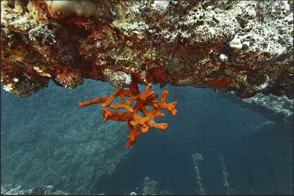 A lone sponge begins to cover the fifth hold's loading mast