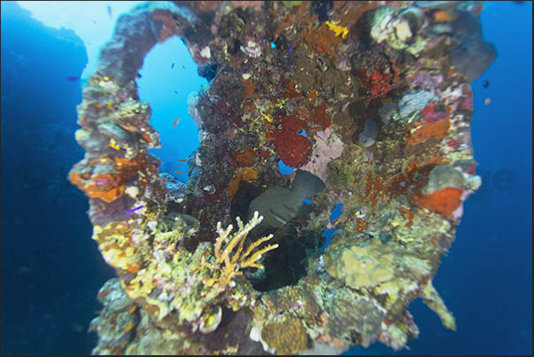 Coral covers the structures on the main deck Coral covers the structures on the main deck