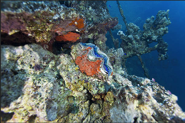 Marine life covers the structures of the main deck Marine life covers the structures of the main deck
