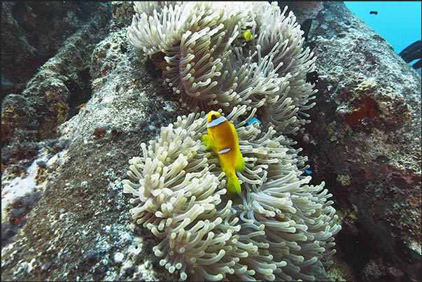 Marine life covers the structures of the main deck