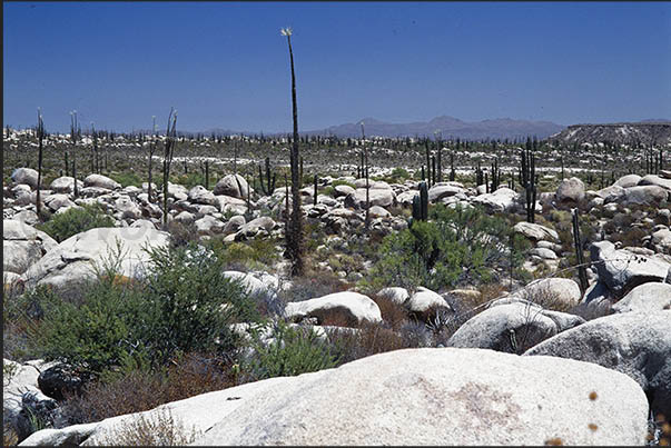 Rocky desert where the Saguaro grow, the high cactus characteristic of the desert area Rocky desert where the Saguaro grow, the high cactus characteristic of the desert area