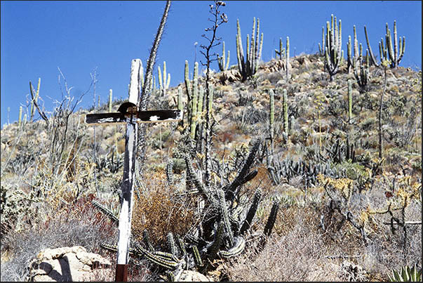 Rocky desert where the Saguaro grow, the high cactus characteristic of the desert area Rocky desert where the Saguaro grow, the high cactus characteristic of the desert area