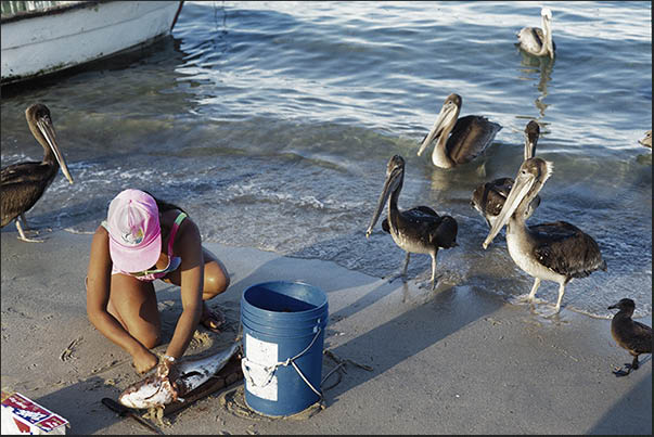 Cortez sea. Conception Bay. Pelicans waiting for fish leftovers