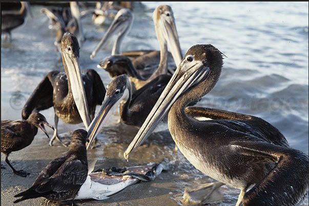 Cortez sea. Conception Bay. Pelicans waiting for fish leftovers