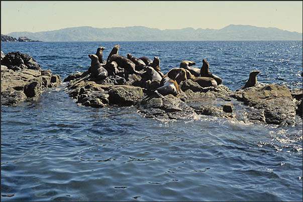 Seals on the rocks in Los Angeles Bay Seals on the rocks in Los Angeles Bay