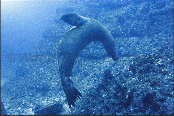 Seals swim in the waters of Los Angeles Bay