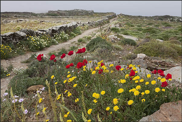 Path near Aghia Triada at 300 meters high above sea level Path near Aghia Triada at 300 meters high above sea level