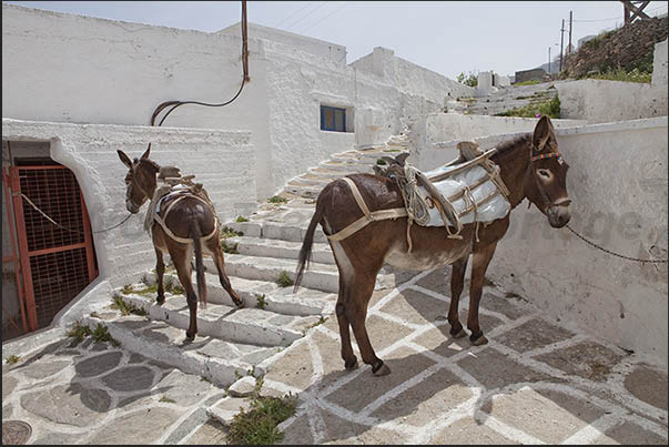 Mules and donkeys are the usual means of transport for the inhabitants of the island Mules and donkeys are the usual means of transport for the inhabitants of the island