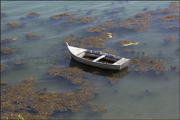 Algae grow quickly in the calm and sheltered areas of the gulf Algae grow quickly in the calm and sheltered areas of the gulf