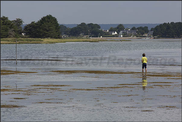 Path from Lasné to Le Hézo along the marshy area with pools of water that fill and empty with the tide near Saint Armel