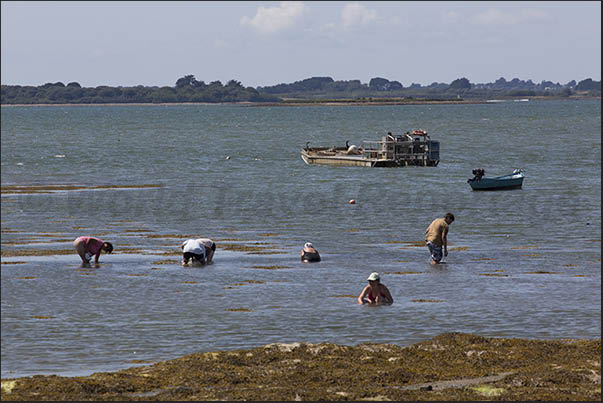 During low tide, many people look for molluscs and small crustaceans on the seabed During low tide, many people look for molluscs and small crustaceans on the seabed