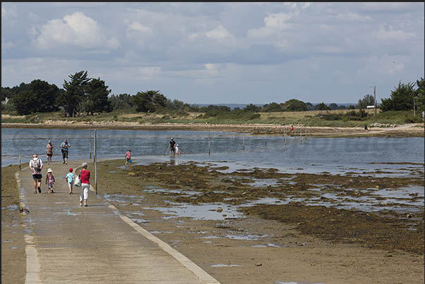 During low tide, many people look for molluscs and small crustaceans on the seabed During low tide, many people look for molluscs and small crustaceans on the seabed