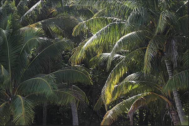 On some uninhabited islands the vegetation is so thick that it is difficult to walk