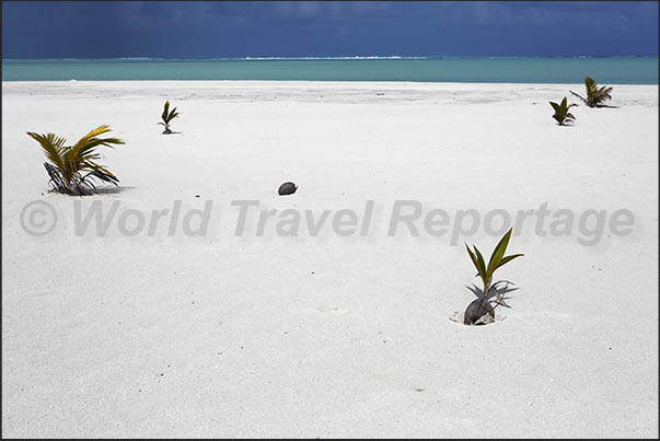 Coconuts brought by the sea currents are covered up on the sand banks generating new life