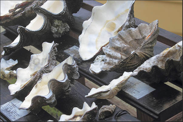 Aitutaki Giant Clam Restoration Project where large molluscs (tridacne) are studied